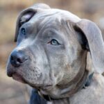 Barking Up the Right Tree: The Importance of SEO for Local Pet Boarding Services in Bradenton