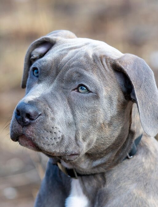 Barking Up the Right Tree: The Importance of SEO for Local Pet Boarding Services in Bradenton