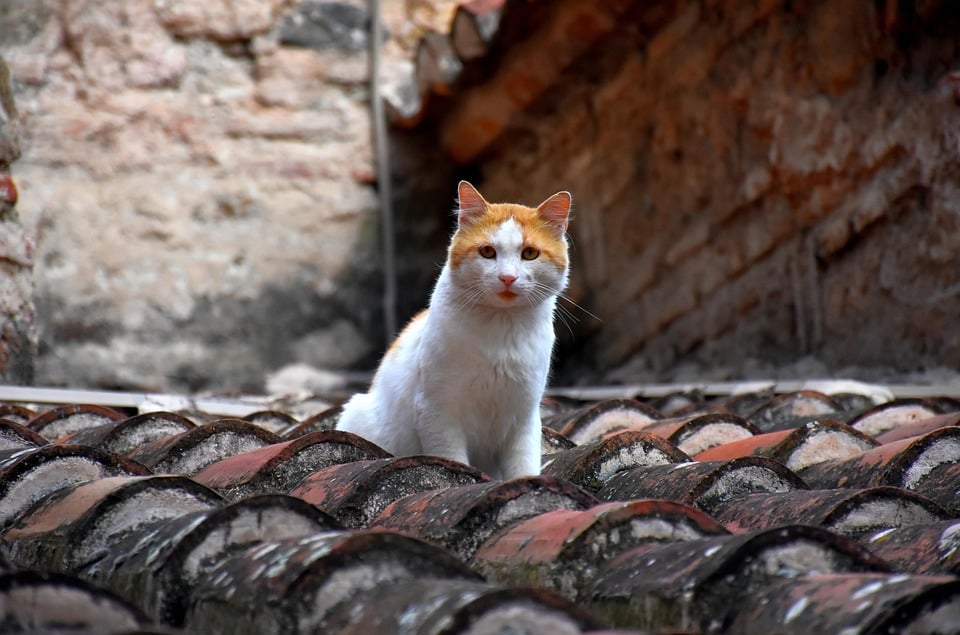 Beyond the Showroom: Unlocking the Power of PPC for Sarasota Tile Installers