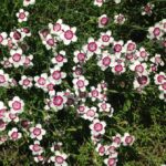 Blooming Online: The Essential Role of SEO in Elevating Sarasota’s Landscaping Services