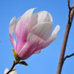 Blooming Profits: How PPC Can Transform Your Sarasota Landscaping Business