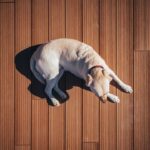 Boost Your Boarding: The Top 5 PPC Strategies for Sarasota's Pet Care Entrepreneurs