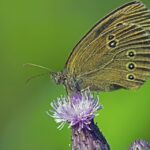 “Boost Your Bradenton Chimney Sweep Business: 5 SEO Strategies Every Local Owner Should Know”