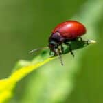 Boost Your Sarasota Pest Inspection Business: Top SEO Tips to Attract Local Customers
