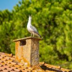 Breathe Easy: Boost Your Bradenton Chimney Sweep Services with Proven SEO Techniques!