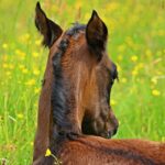 Breathe Easy: The SEO Advantage for Mold Remediation Services in Bradenton