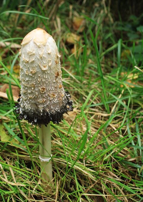 Breathe Easy: The Top 5 SEO Strategies for Sarasota Mold Remediation Businesses to Attract More Clients