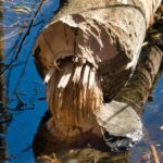 Building Resilience: How Local SEO Can Secure Your Water Damage Restoration Business in Bradenton