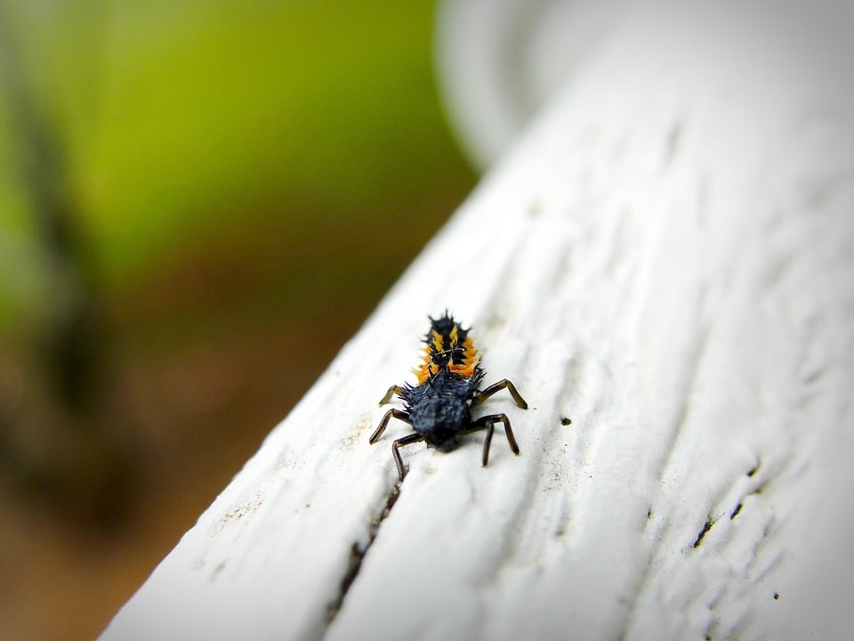 Buzz Away Your Competition: How PPC Advertising Can Make Your Bradenton Pest Control Business Thrive!