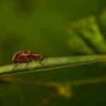 Buzzing to the Top: How SEO Can Help Your Sarasota Pest Control Business Stand Out