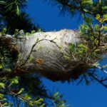 Buzzing with Leads: How PPC Advertising Can Swat Away Your Pest Control Marketing Woes in Sarasota