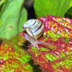 Catch More Customers: The Hidden Benefits of PPC for Sarasota Pest Control Businesses