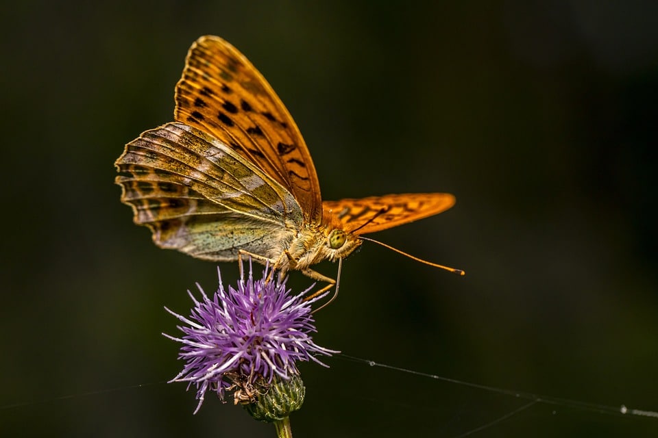 Catch the Attention of Bradenton Homeowners: The How-To of PPC for Your Pest Control Company