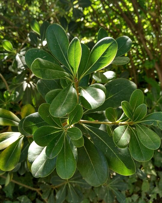 Clean Sweep Your Competition: Why Bradenton Junk Removal Businesses Need PPC Now More Than Ever!