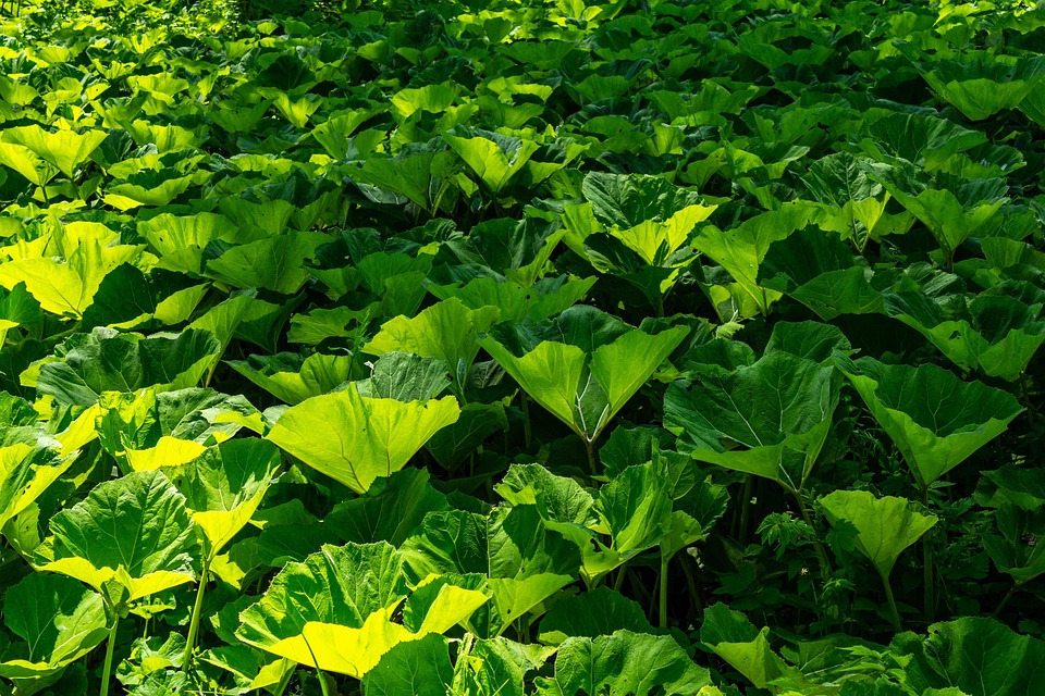 Cleaning Up in the Digital Space: Leveraging SEO for Your Carpet Cleaning Business in Bradenton