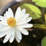 Clear Water, Clear Visibility: Why Sarasota Pool Cleaners Must Embrace SEO