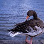 Clear Your Gutter, Clear Your Mind: How PPC Ads Can Boost Your Bradenton Gutter Cleaning Business!