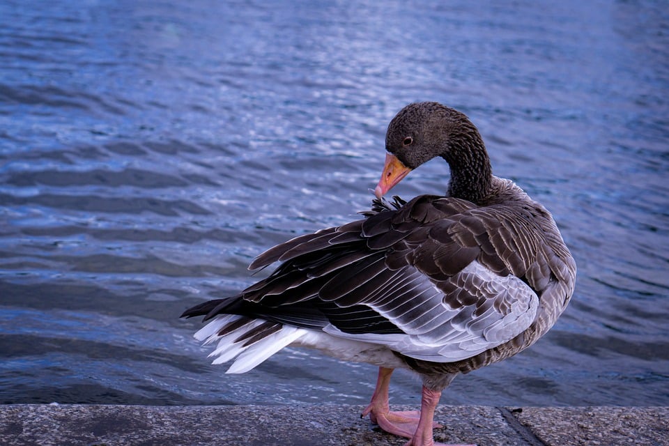 Clear Your Gutter, Clear Your Mind: How PPC Ads Can Boost Your Bradenton Gutter Cleaning Business!