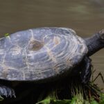 Clear the Clogs: Boosting Your Sarasota Septic Tank Services with Smart PPC Advertising