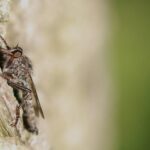 Click Your Way to Cleaner Homes: The Benefits of PPC for Sarasota Pest Inspectors