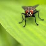 Conquer the Competition: Leveraging SEO to Elevate Your Pest Inspection Services in Bradenton