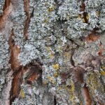 Conquering the Competition: The SEO Benefits for Mold Remediation Businesses in Bradenton!