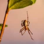 “Creepy Crawlies & Clicks: How SEO Can Bring More Customers to Your Bradenton Pest Control Service”