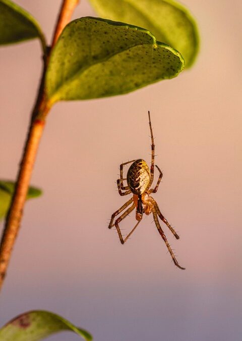 “Creepy Crawlies & Clicks: How SEO Can Bring More Customers to Your Bradenton Pest Control Service”