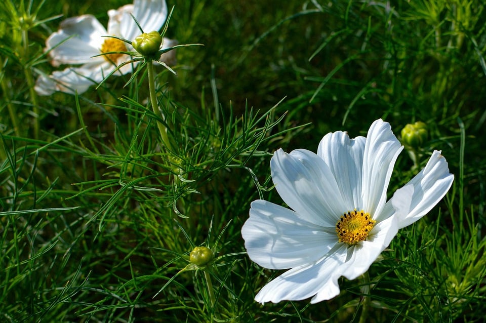 Cultivate More Customers: The Essential Guide to SEO for Sarasota Landscaping Entrepreneurs