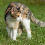 Cutting Through the Competition: Why Lawn Care Services in Bradenton Need PPC Marketing Now