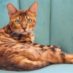 Cutting Through the Noise: How PPC Can Elevate Your Sarasota Barbershop Above the Competition