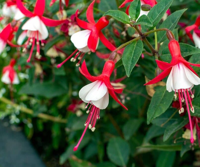 Digging Deep: The Impact of SEO on Landscaping Success in Sarasota’s Competitive Market