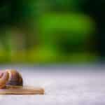 Don’t Let Your Competitors Bug You: SEO Essentials for Sarasota's Pest Control Services