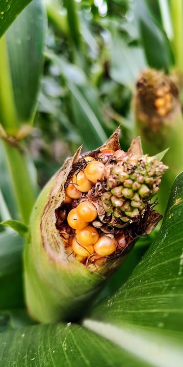 Drenching the Competition: 5 SEO Strategies for Sarasota’s Water Damage Pros