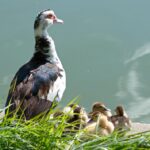 Driving Business Growth: The Power of SEO for Small Moving Companies in Bradenton