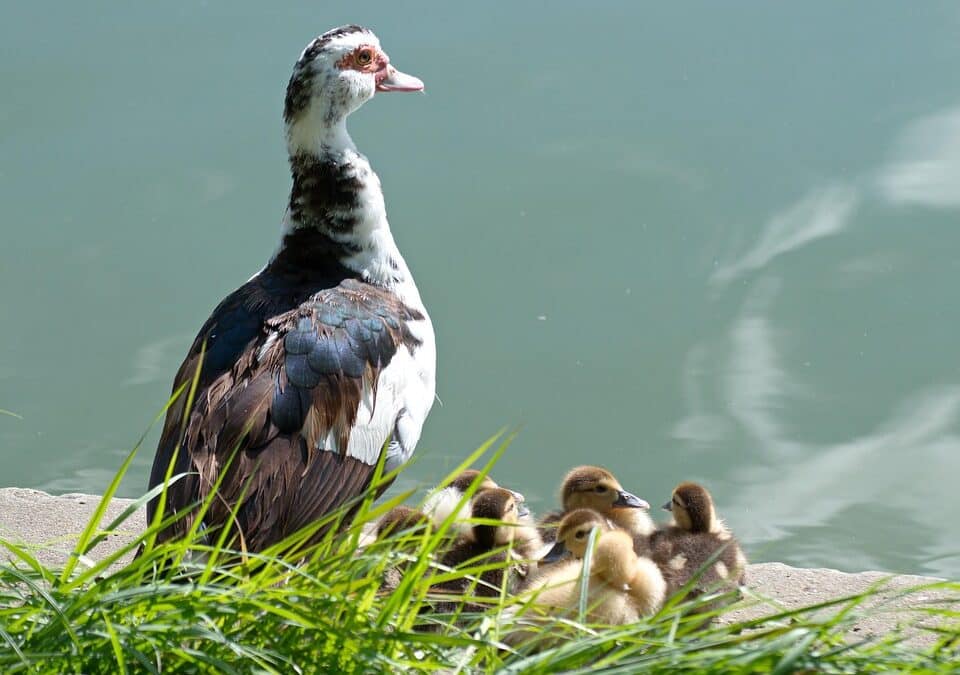 Driving Business Growth: The Power of SEO for Small Moving Companies in Bradenton