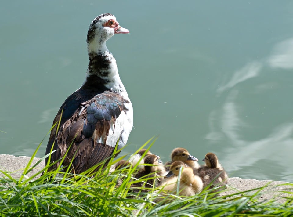 Driving Business Growth: The Power of SEO for Small Moving Companies in Bradenton