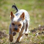 Elevate Your Sarasota Move: The Hidden Benefits of SEO for Local Moving Companies