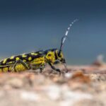 Eliminate Competition: The Power of PPC for Pest Inspectors in Bradenton