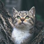 Fetch More Clients: The Surprising Benefits of PPC for Bradenton Pet Trainers