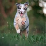 “Fetch More Customers: How PPC Advertising Can Boost Your Bradenton Pet Boarding Business”