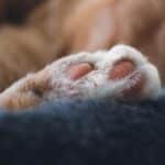 “Fetch New Clients: The Power of PPC Advertising for Pet Groomers in Bradenton”