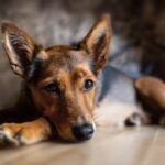 Fetch New Clients: The Power of PPC for Sarasota's Pet Trainers