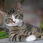 Fetch New Customers: The Power of PPC Marketing for Your Sarasota Pet Grooming Business!
