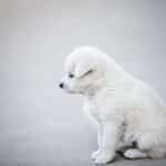 Fetch New Customers: The Power of PPC for Small Pet Boarding Businesses in the Heart of Sarasota!