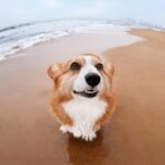 From Bark to Business: Boosting Your Sarasota Pet Boarding Revenue with Local SEO