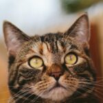 “From Bark to Business: How Bradenton Pet Groomers Can Leverage SEO to Stand Out”