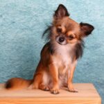 From Clicks to Clips: The Unseen Benefits of PPC for Bradenton's Pet Grooming Pros!