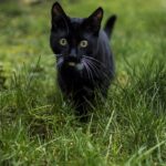 “From Collars to Clicks: How PPC Can Transform Your Bradenton Grooming Services”