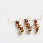 From Crawlers to Clicks: Unlocking the Power of SEO for Sarasota Pest Control Success